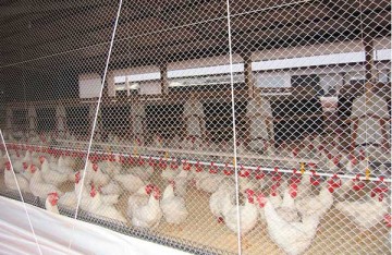 pré-moldado, estrutura de concreto, estrutura metálica, aviário, galpão