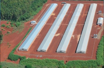 pré-moldado, estrutura de concreto, estrutura metálica, aviário, galpão