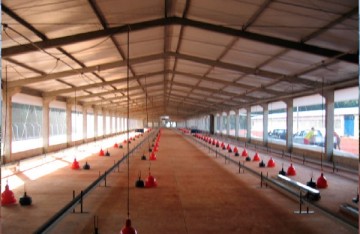 pré-moldado, estrutura de concreto, estrutura metálica, aviário, galpão