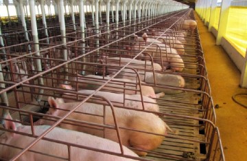 pré-moldado, estrutura de concreto, estrutura metálica, aviário, galpão