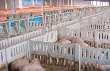 pré-moldado, estrutura de concreto, estrutura metálica, aviário, galpão