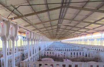 pré-moldado, estrutura de concreto, estrutura metálica, aviário, galpão