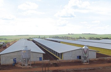 pré-moldado, estrutura de concreto, estrutura metálica, aviário, galpão
